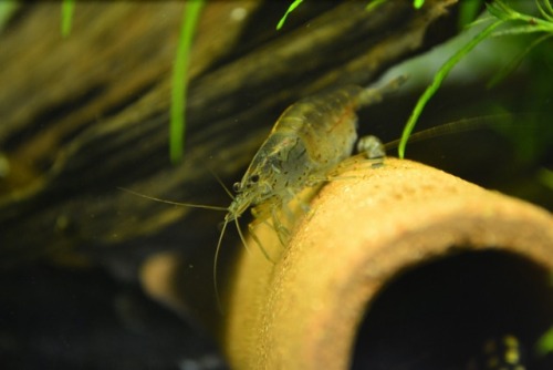 cobitoidea:Berried amano shrimp. Too bad eggs will not hatch in freshwater.