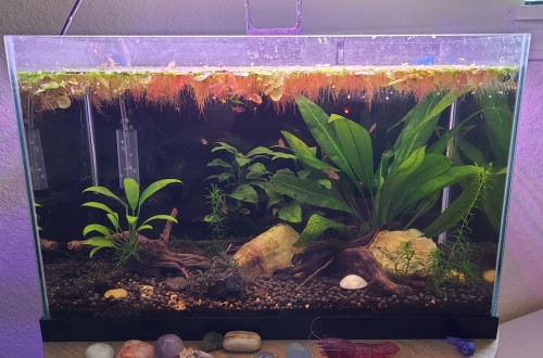 Just A Lil Tank Showcase. Various Sizes.