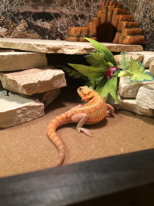 crystallinebeardies: He hasn’t figured out it’s a cave yet