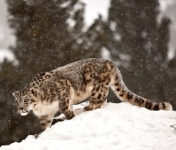 beautiful-wildlife:  Snow Leopard by catman-suha