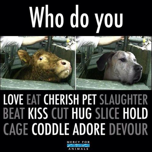 fluttersheep:fightingforanimals:be-their-sound:phred-phelps-official:be-their-sound:All living being