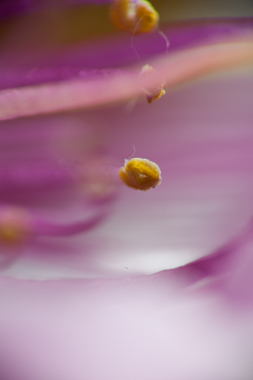 Macro photography fun with missfreudianslit! Using cheap a Sigma 70-300mm with a reversed Canon 50mm f/1.8 screwed onto the front with an adapter.1. Stuff we collected outside2. Pink flower for scale3. Broken snail shell4-6. Pink flower, stamen, pollen7.