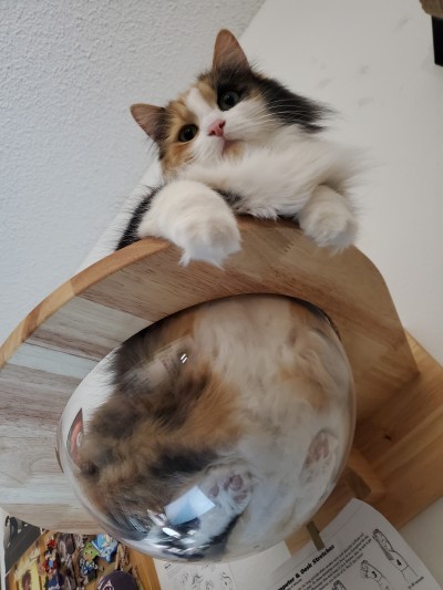 yoomsthefool:yoomsthefool:i spent winter putting up all these platforms on my walls for my cat and my biggest investment was these glass bowls made for cats to squish themselves into and it is easily the best idea I’ve hadwait omg i forgot the best