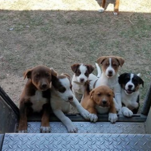 ups-dogs - Half a box of treats at one stop! Courtney Bernasky...