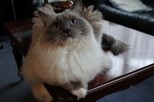 This is Billy, he’s a ragdoll :) (Submitted by anxietyspawns)