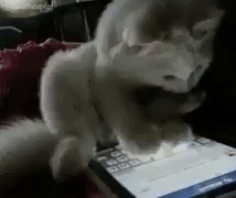 alexander: me scrolling through all the porn I can on tumblr until it all gets deleted on December 17th: 