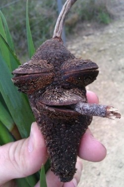 higheramerica:  Highest acorn I’ve ever seen