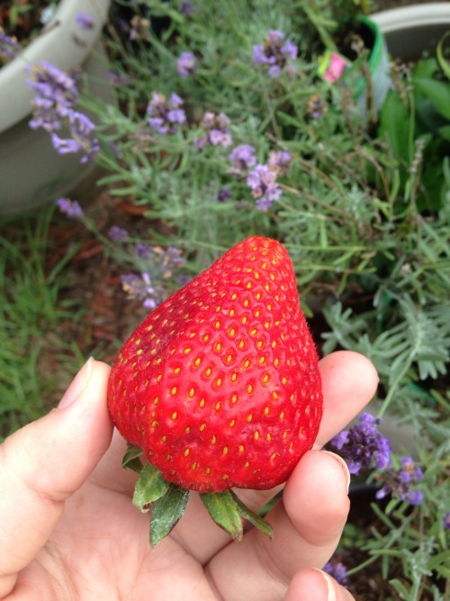 slayboybunny:  everyone stop what you’re doing and look at this beautiful ginormous model strawb i picked today 