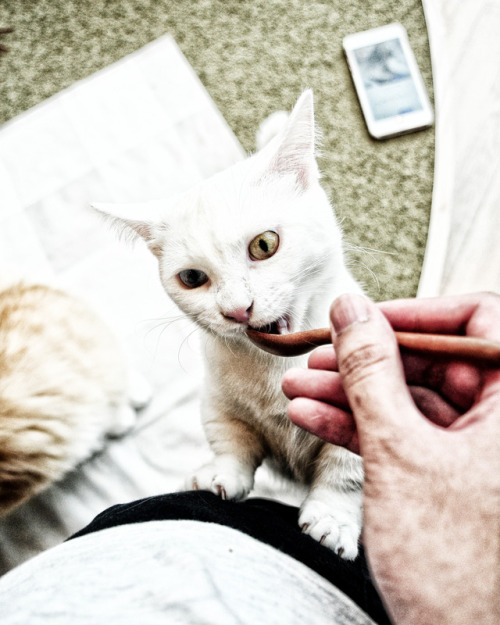 This little cute furballs can be found at Mocha Cat Cafe in Harajuku.It’s ¥ 200 per 10 min