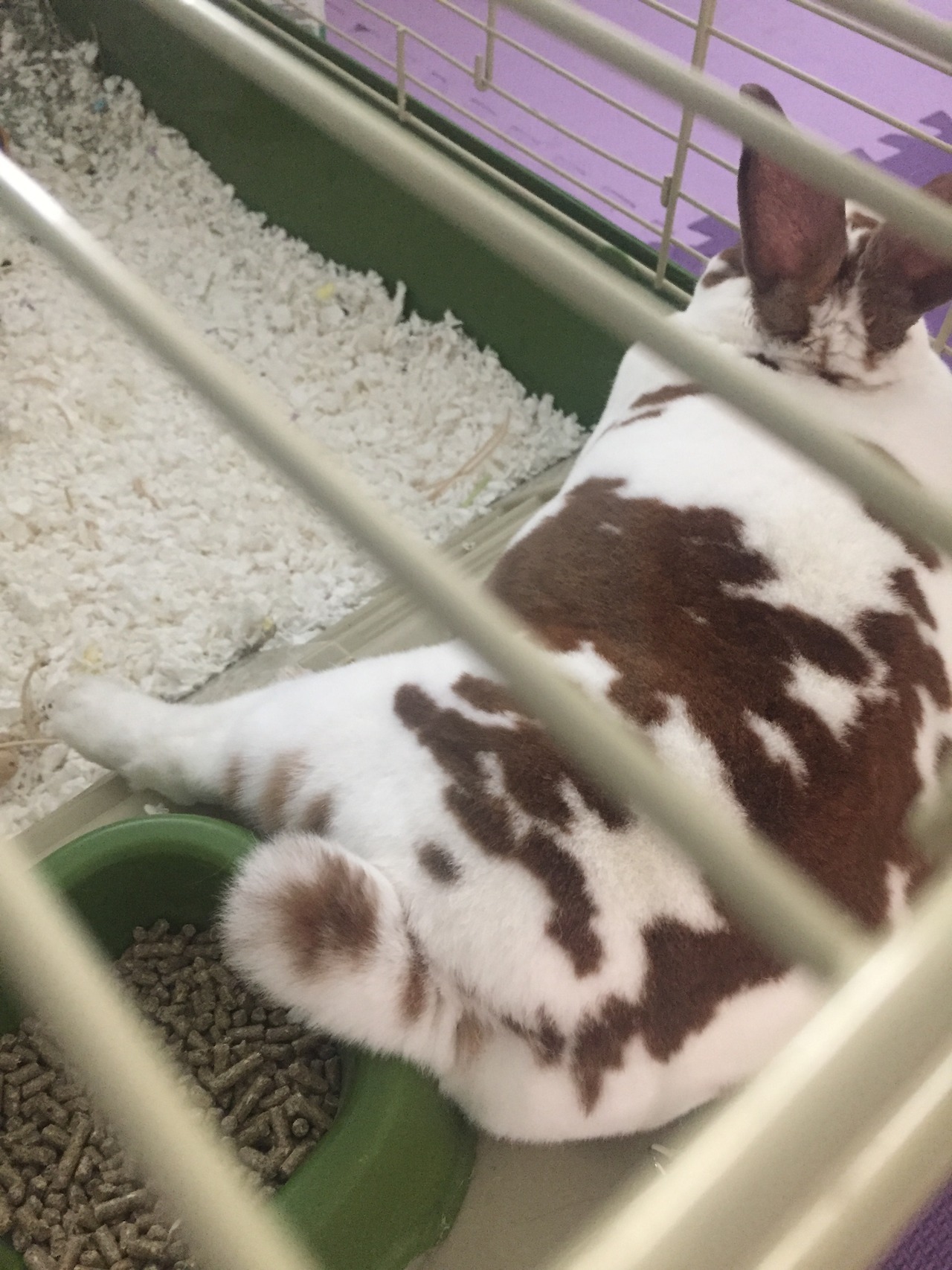 cosmic&ndash;jellyfish: yesiamspock:  Winston the Bun – a compilation   @dustidustbunni