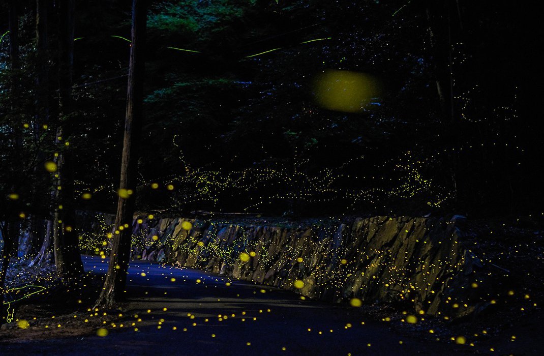 smithsonianmag:  The Beautiful Flight Paths of Fireflies By Jesse Rhodes Images by Tsuneaki