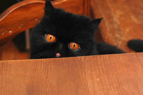 peritian:dorkvader:neon-casket:this cat is chubby halloweenTHIS CAT HAS THE EYES OF SAURONreblog for