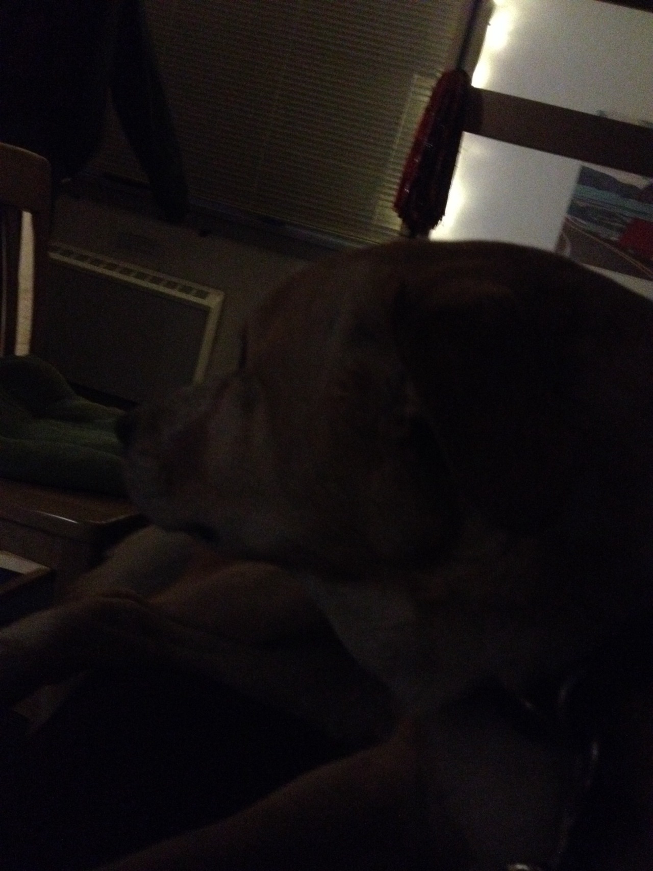 i felt sick and then my roommate&rsquo;s boyfriend brought a dog and it made