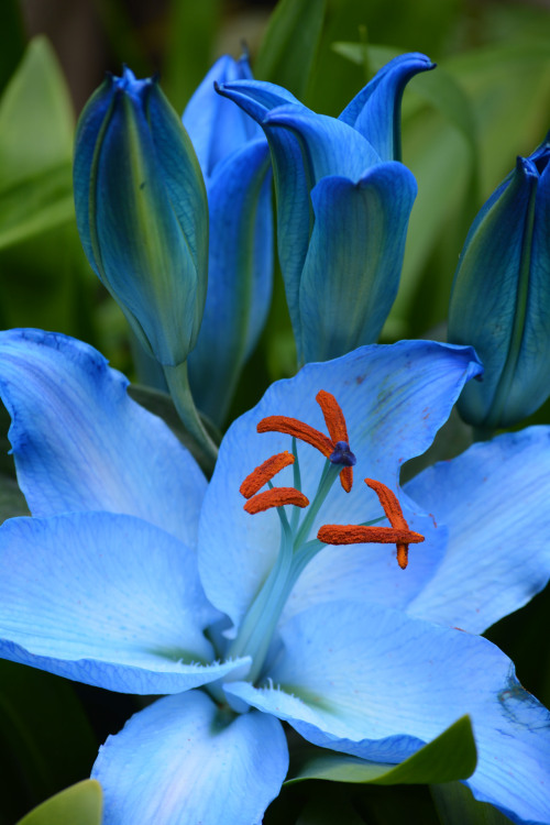 “Blue Lilies” by Elaine WilliamsAnyone know what type of lily this is? kihaku-gato ? Any