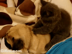 gifini:  Heart massage to retrieve my lion