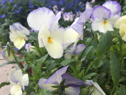 kinomatika:  Went to a nursery today p:  Bonus points if you can name every variety!