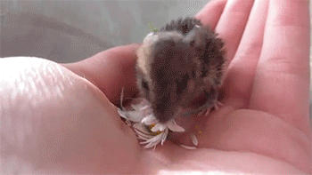 sizvideos:  Baby mouse eating a flower - Video 
