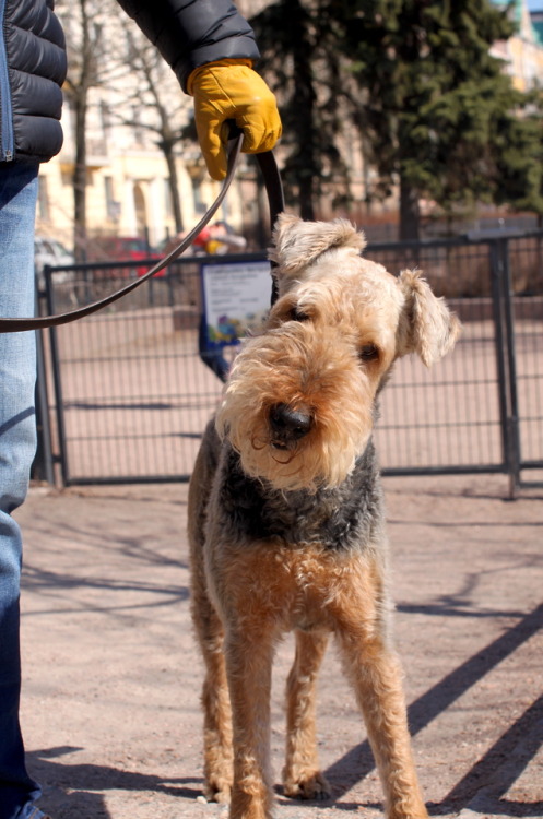 Irmeli, 9 year old Airedale Terrier