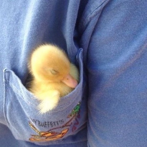 cutepetplanet: Pocket sleep