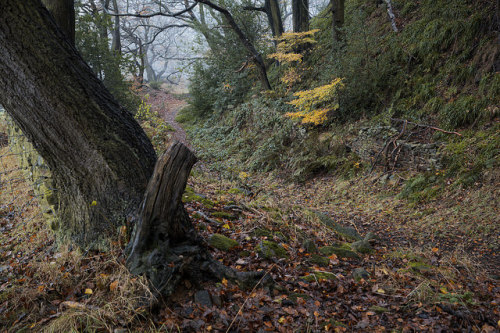 The bailey beeches path by PicFreak42 on Flickr.