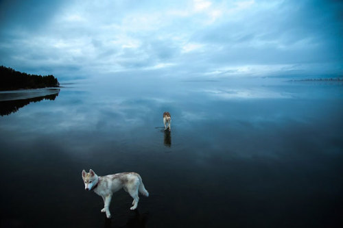 legendaryspacecreature:  the-lazykat:  escapekit:  Huskies on water Russian photographer Fox Grom on his recent walk with his dogs has captured a beautiful series of photos. He discovered a frozen lake covered with rainwater that created the illusion