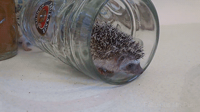 gifsboom:Oktoberfest Hedgehogs. [video]