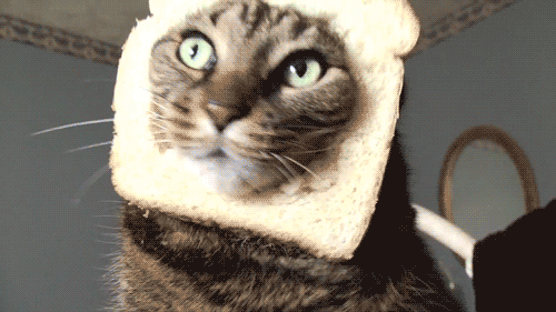 Face the bread!