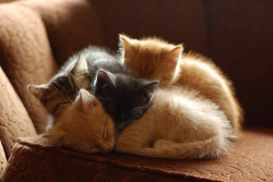 knittinginterrupted:  animatedamerican:  hangontothevine:  ydrill:  Cats in piles  Wildly stacked cats  Kitten piles are best piles.  Kitty cuddle puddles. 