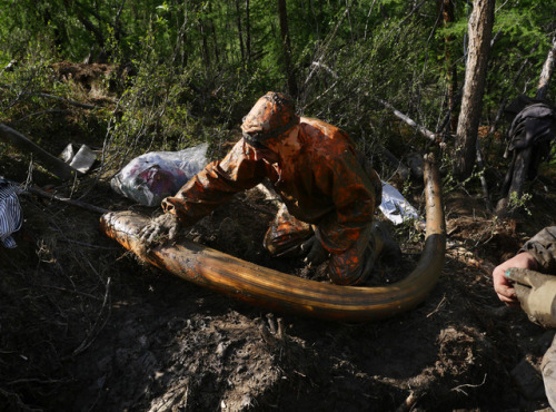 The Mammoth PiratesWith the sale of elephant tusks under close scrutiny, “ethical ivory” from the ex