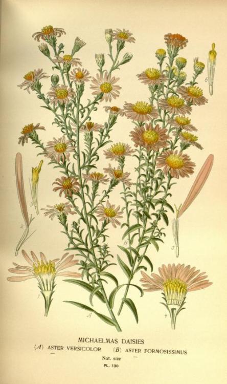heaveninawildflower: Michaelmas Daisies. Plate from ‘Favourite Flowers of Garden and Greenhous