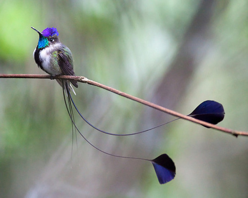 fat-birds:  orbitingthoughts:  A male marvelous spatuletail perches in a lek (an assembly area where animals carry on display and courtship behavior) near Pomacoches in northern Peru. The species gets its name from the male’s two longest tail feathers,