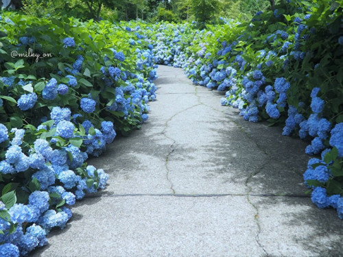 hydrangeas