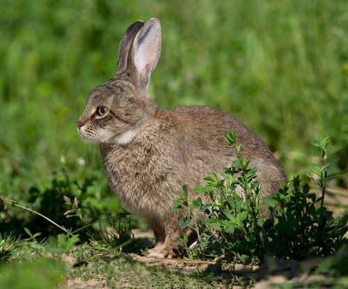 randomencounters: Encounter: a Cabbit I’m concerned some of y’all thought this was a Tenchi Muyo! jo