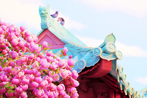 capturingdisney:Chinatown &amp; the Lee Family Temple from Turning Red.