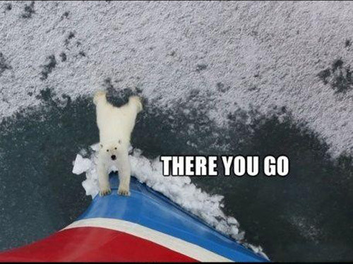 tdevil:  diggym:  iraffiruse:  Frozach Submitted  Awwww .  Helpful Polar Bear is