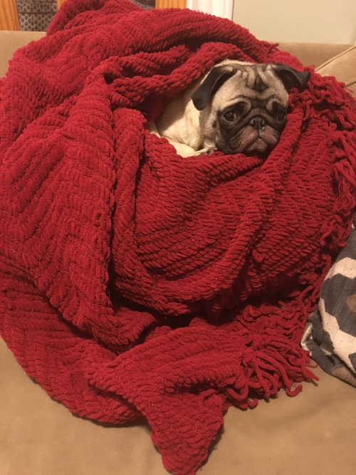 randyhaddock:  Dexter loves his blankie. He’s all snuggled up and ready for bed.