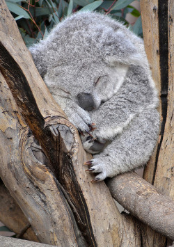 sdzoo:  Snoozer by Ion Moe Don’t you wish you looked this cute sleeping? 