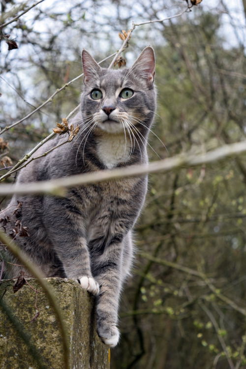 onuen: Watcher on the wall. 