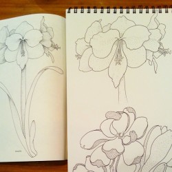 Another flower study. Stippliiiing. #flowers