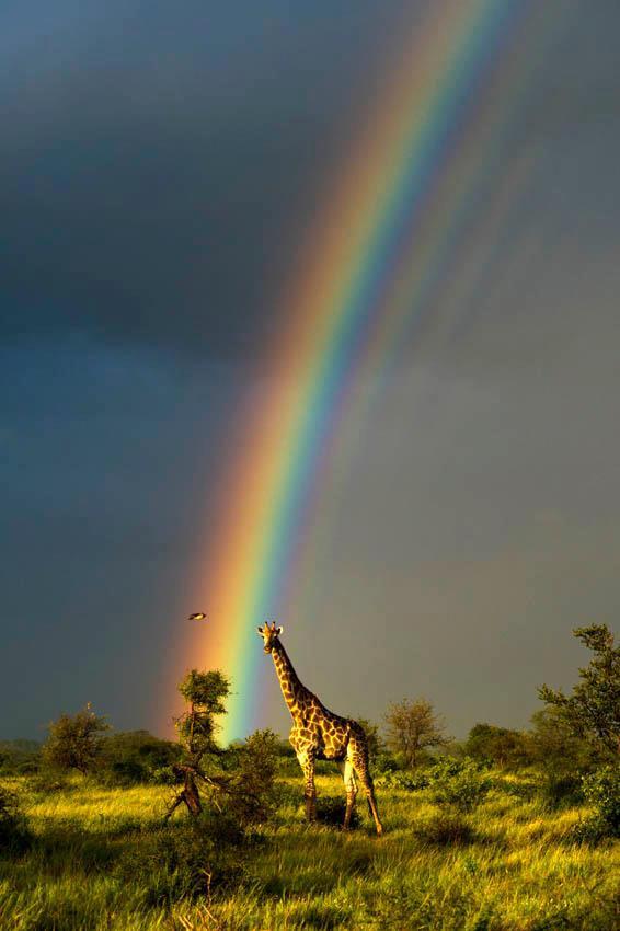 imaken:  rainbows on the savanna
