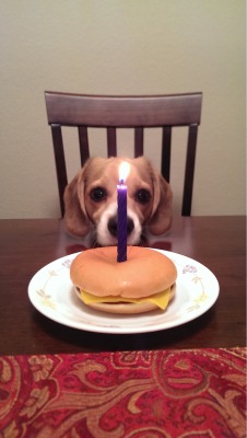 thebuttblr:  awwww-cute:He had a Cheeseburger for his party He looking like.. Somebody move this damn candle…