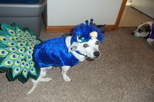   Molly the beautiful Peacock &lt;3   Isn&rsquo;t she pwetty?   And Mack