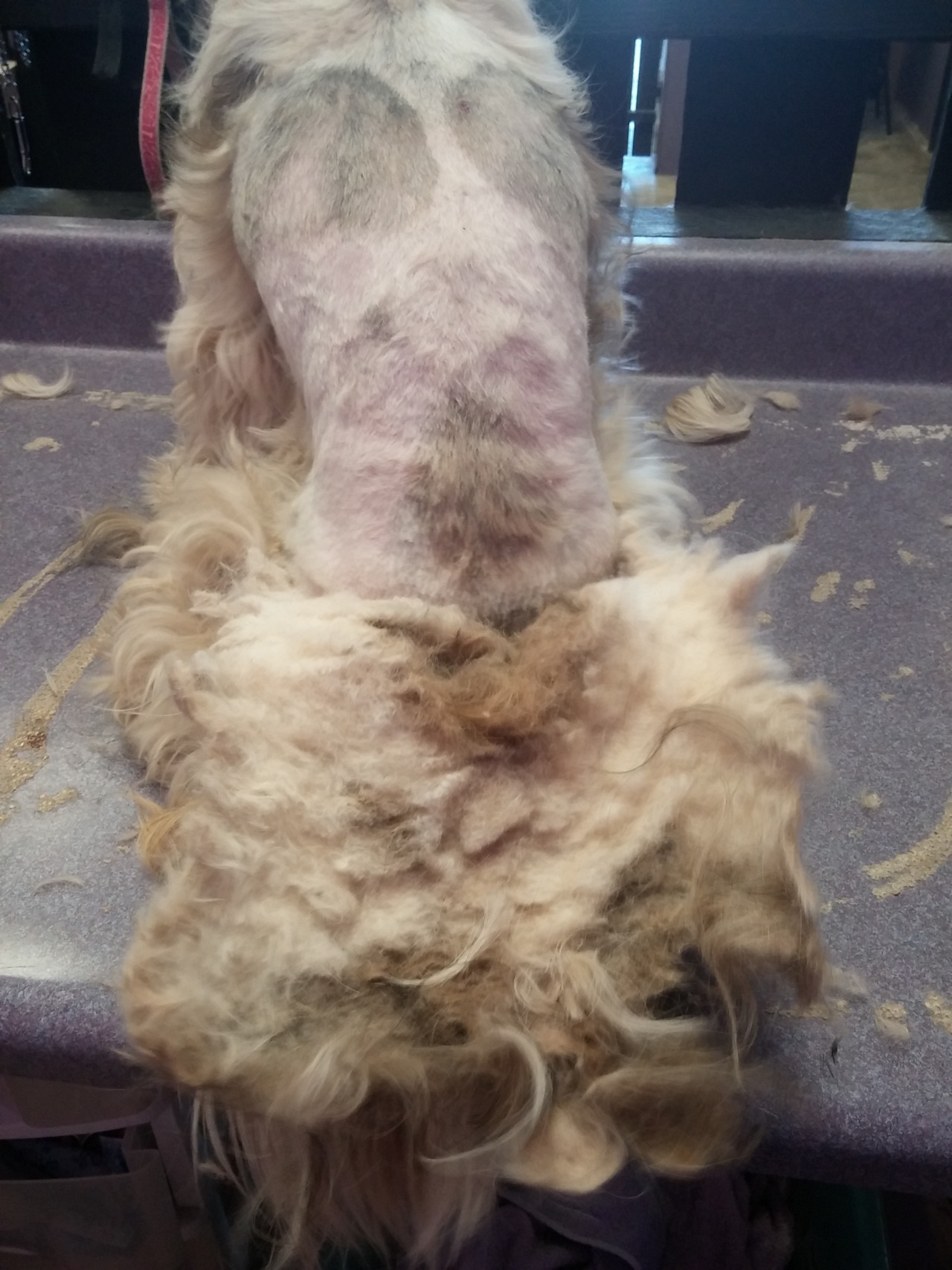 mooseings:  fortheloveoffurrythings:  *Sigh* Alright, pet owners. We need to have