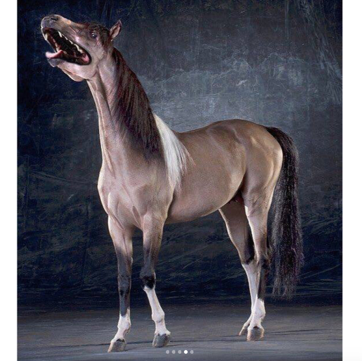 babyanimalgifs