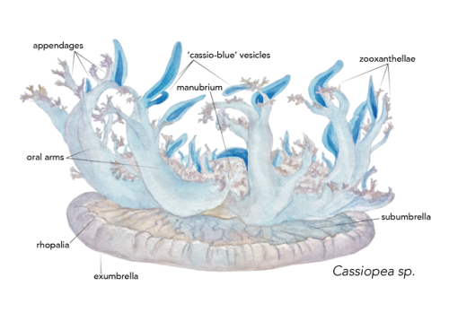 The ‘upside-down’ jellyfish (Cassiopea sp.) thrives in near-shore marine habitats. It is commonly fo