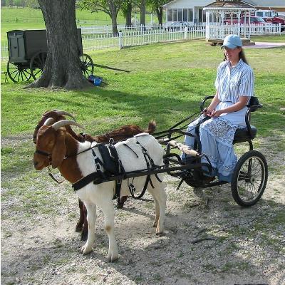 ainawgsd:Non-Equine Draft Animals Part 6-Modern Goat Carts