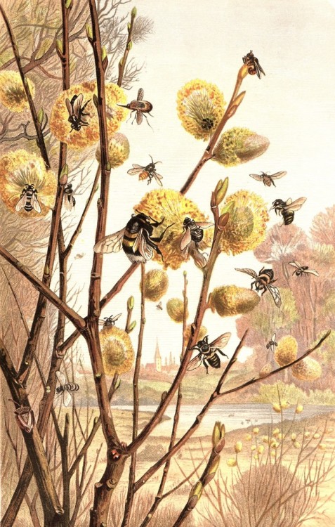 uwmspeccoll:World Bee Day, May 20, 2019The Great Pollinators. If ever you begin to think that global