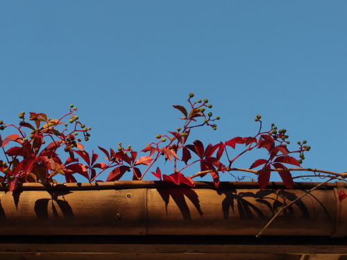 Parthenocissus inserta — thicket creeper a.k.a. woodbine