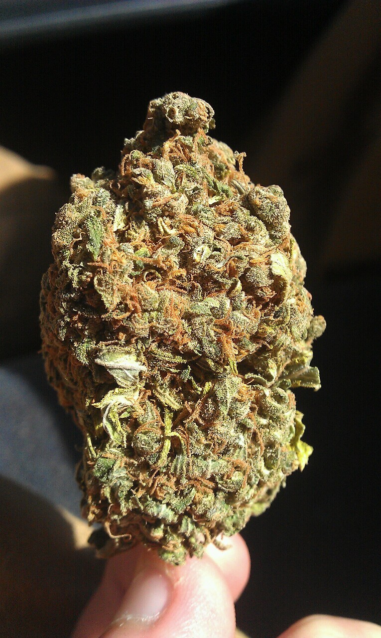 Minnesota Nice