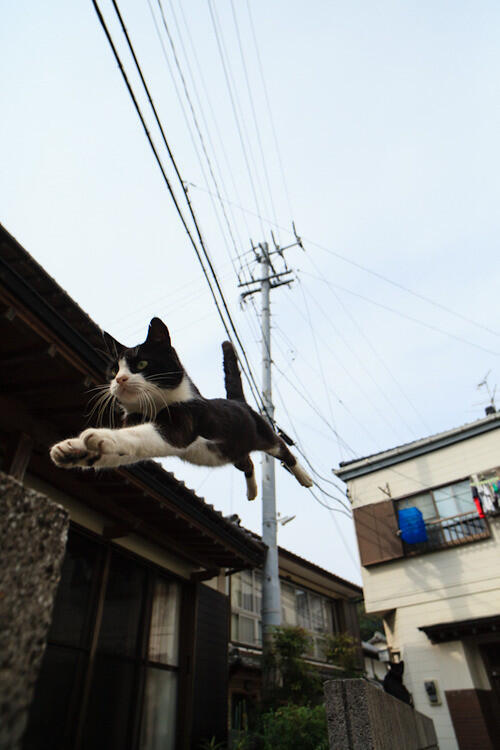 urokuzu:  Twitter / catpic11: よし、行くぞ！ … 